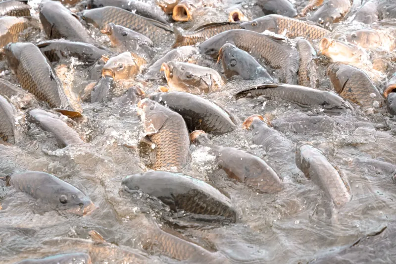 Fed on Filth: How Plastic-Contaminated Fish Meal Is Poisoning America's Seafood From the Inside Out